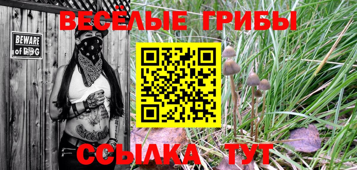 Псилоцибиновые грибы Psilocybe Беслан